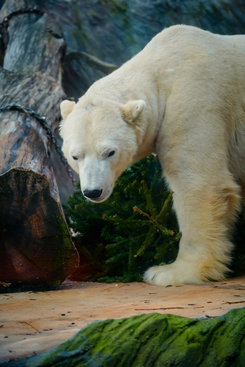 FOTOGALERIE: Vánoční stromky pro zvířata v pražské zoo