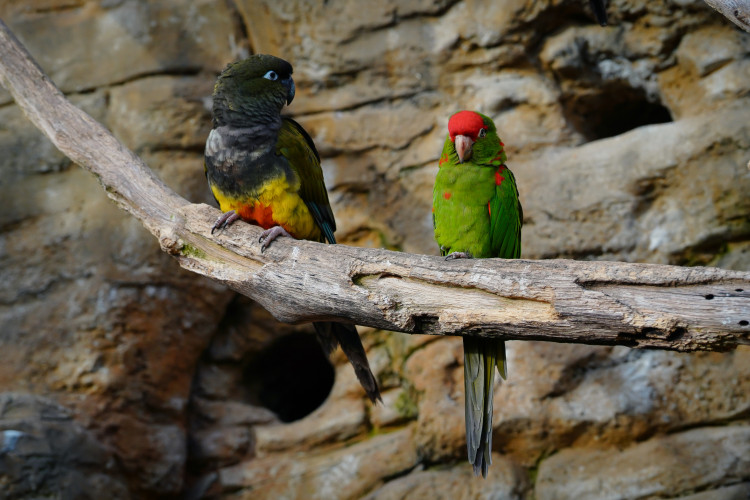 FOTOGALERIE: Vánoční stromky pro zvířata v pražské zoo
