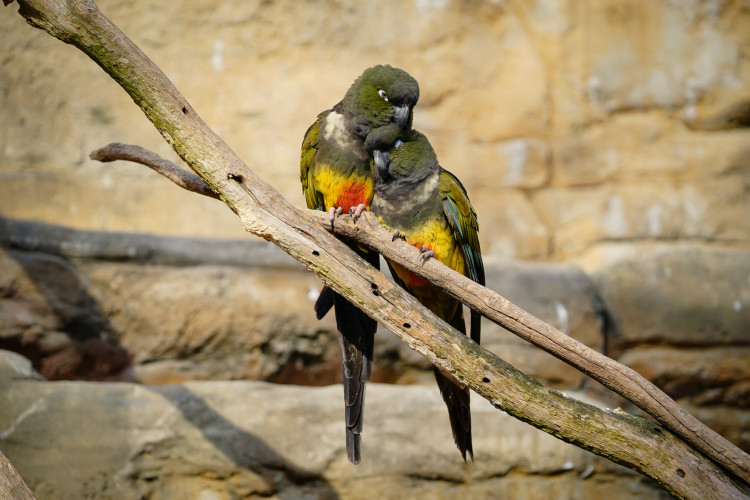 FOTOGALERIE: Vánoční stromky pro zvířata v pražské zoo