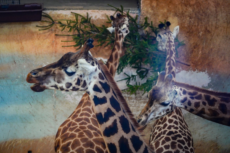 FOTOGALERIE: Vánoční stromky pro zvířata v pražské zoo