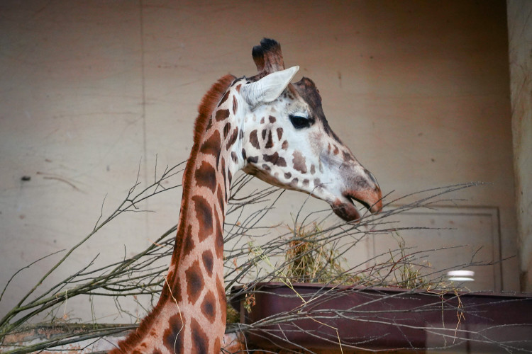 FOTOGALERIE: Vánoční stromky pro zvířata v pražské zoo