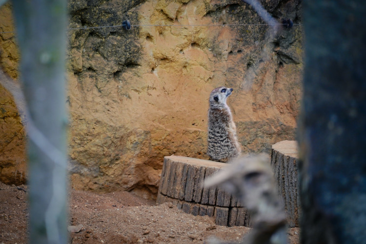 FOTOGALERIE: Vánoční stromky pro zvířata v pražské zoo