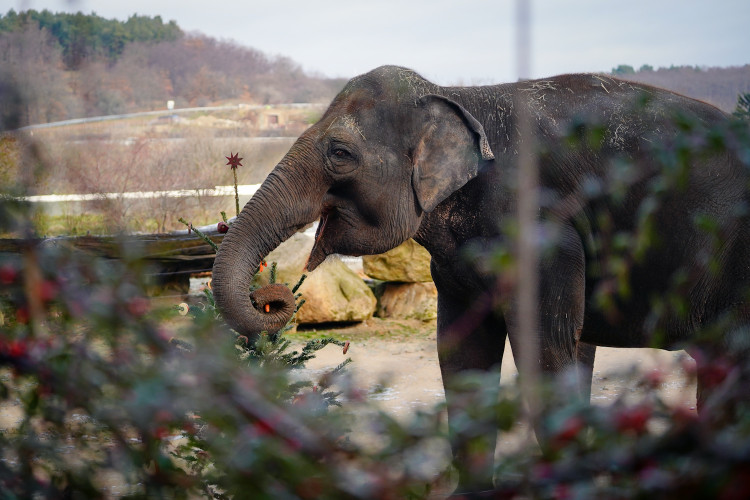 FOTOGALERIE: Vánoční stromky pro zvířata v pražské zoo