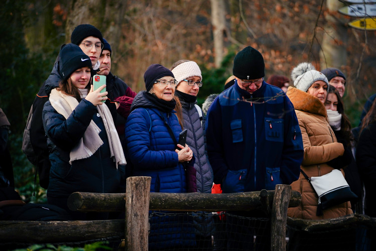 FOTOGALERIE: Vánoční stromky pro zvířata v pražské zoo