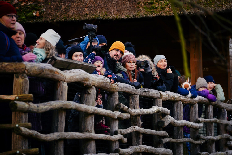 FOTOGALERIE: Vánoční stromky pro zvířata v pražské zoo