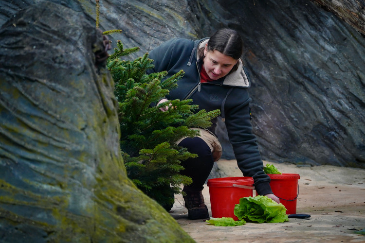 FOTOGALERIE: Vánoční stromky pro zvířata v pražské zoo