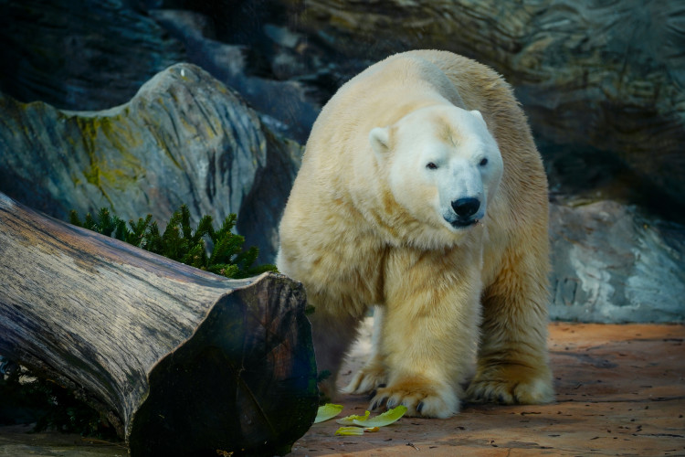 FOTOGALERIE: Vánoční stromky pro zvířata v pražské zoo