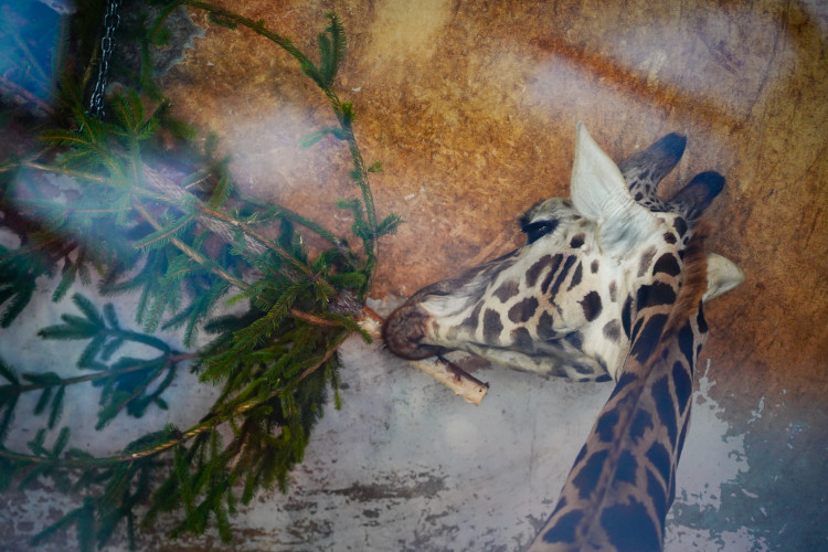 FOTOGALERIE: Vánoční stromky pro zvířata v pražské zoo