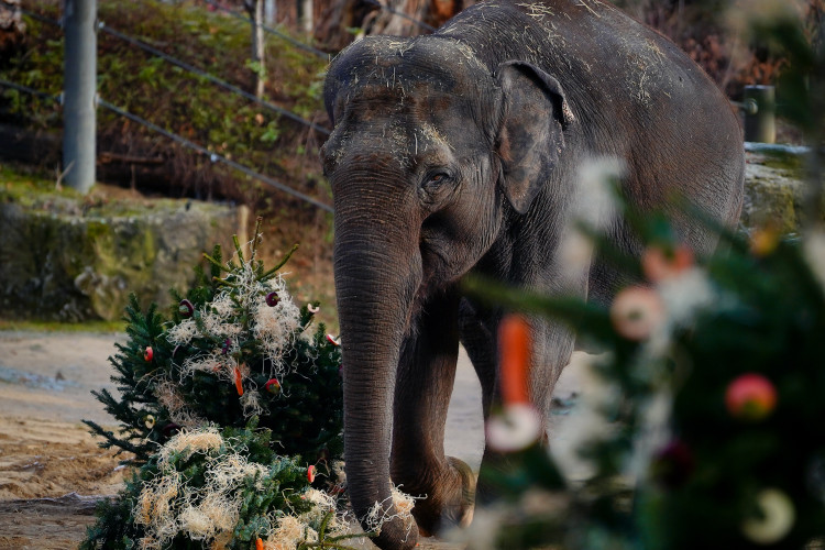 FOTOGALERIE: Vánoční stromky pro zvířata v pražské zoo
