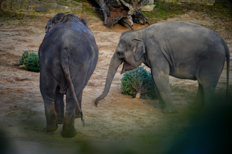 FOTOGALERIE: Vánoční stromky pro zvířata v pražské zoo