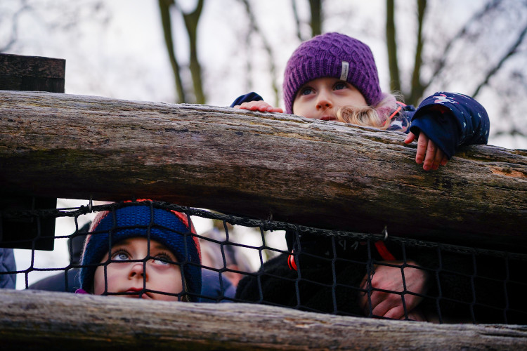 FOTOGALERIE: Vánoční stromky pro zvířata v pražské zoo