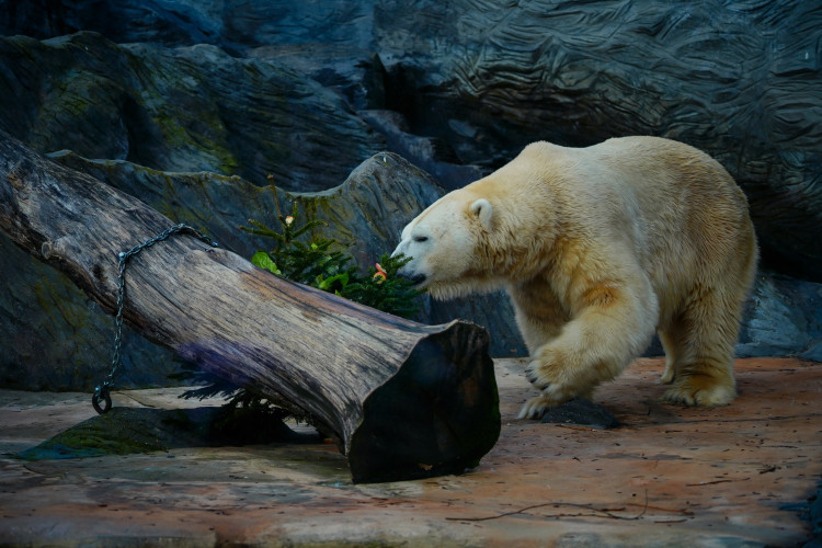 FOTOGALERIE: Vánoční stromky pro zvířata v pražské zoo