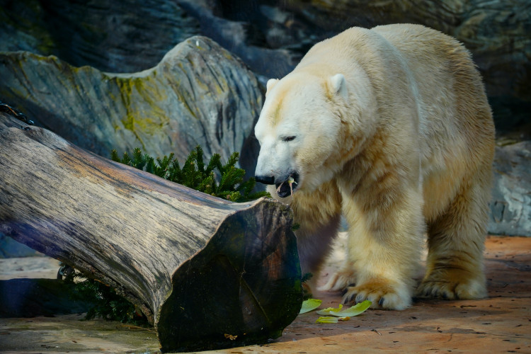 FOTOGALERIE: Vánoční stromky pro zvířata v pražské zoo