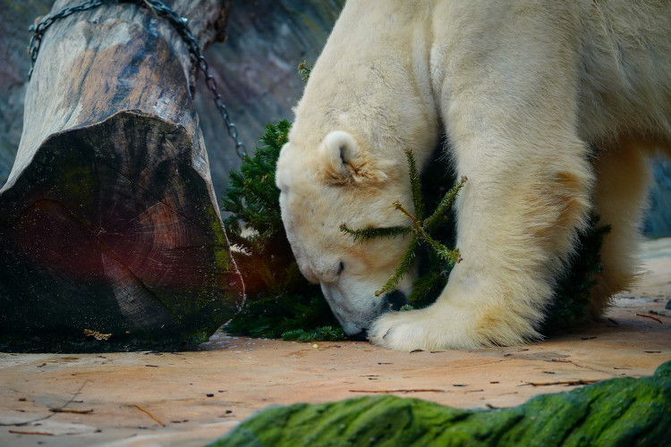 FOTOGALERIE: Vánoční stromky pro zvířata v pražské zoo