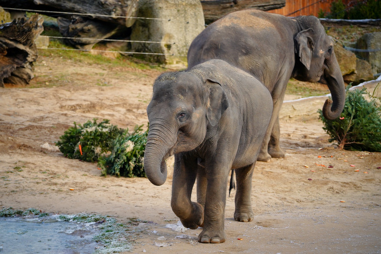 FOTOGALERIE: Vánoční stromky pro zvířata v pražské zoo