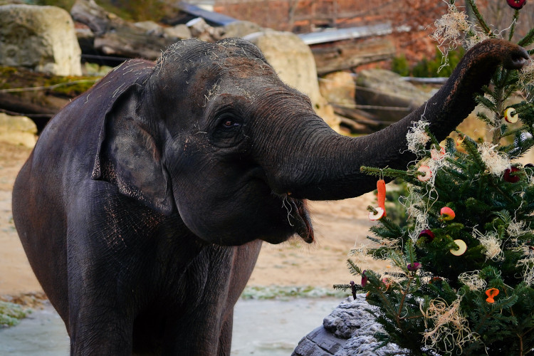 FOTOGALERIE: Vánoční stromky pro zvířata v pražské zoo