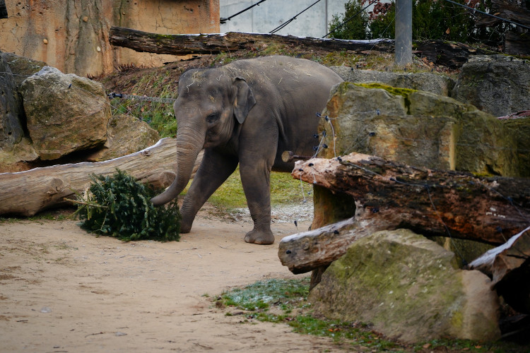 FOTOGALERIE: Vánoční stromky pro zvířata v pražské zoo