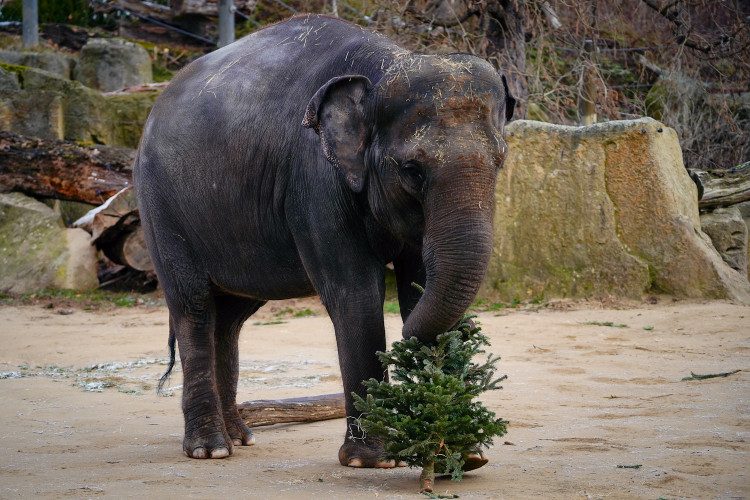 FOTOGALERIE: Vánoční stromky pro zvířata v pražské zoo