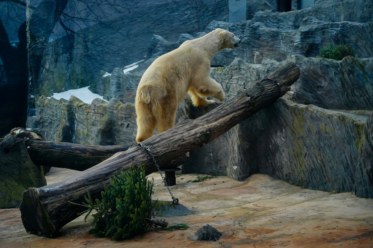 FOTOGALERIE: Vánoční stromky pro zvířata v pražské zoo