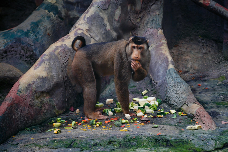 FOTOGALERIE: Vánoční stromky pro zvířata v pražské zoo