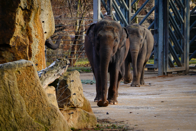 FOTOGALERIE: Vánoční stromky pro zvířata v pražské zoo