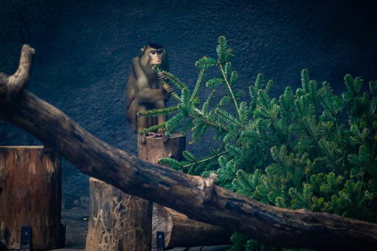 FOTOGALERIE: Vánoční stromky pro zvířata v pražské zoo