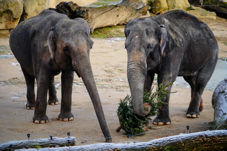 FOTOGALERIE: Vánoční stromky pro zvířata v pražské zoo
