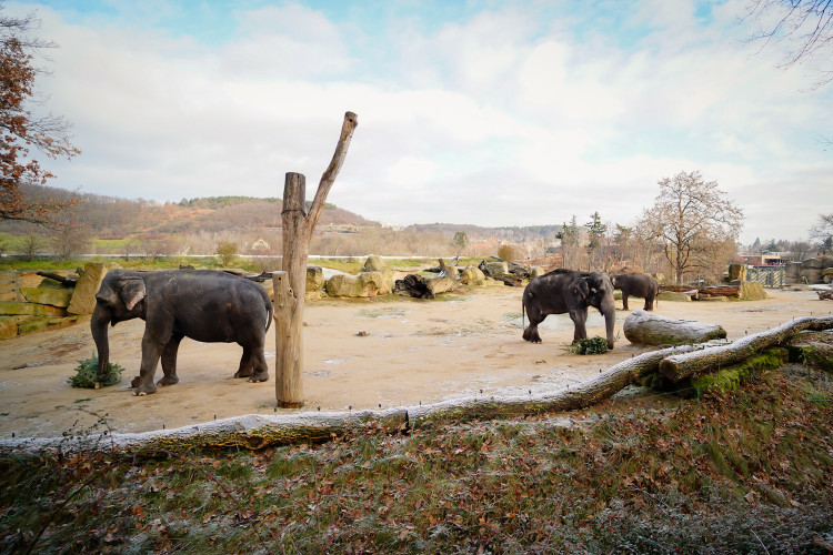 FOTOGALERIE: Vánoční stromky pro zvířata v pražské zoo