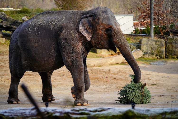 FOTOGALERIE: Vánoční stromky pro zvířata v pražské zoo