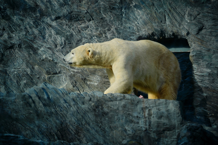 FOTOGALERIE: Vánoční stromky pro zvířata v pražské zoo