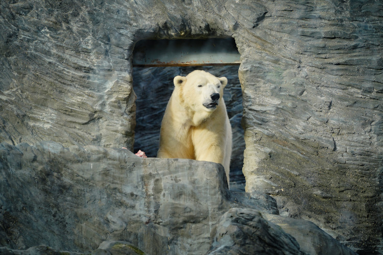 FOTOGALERIE: Vánoční stromky pro zvířata v pražské zoo
