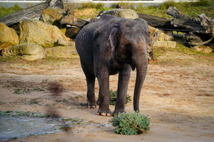 FOTOGALERIE: Vánoční stromky pro zvířata v pražské zoo