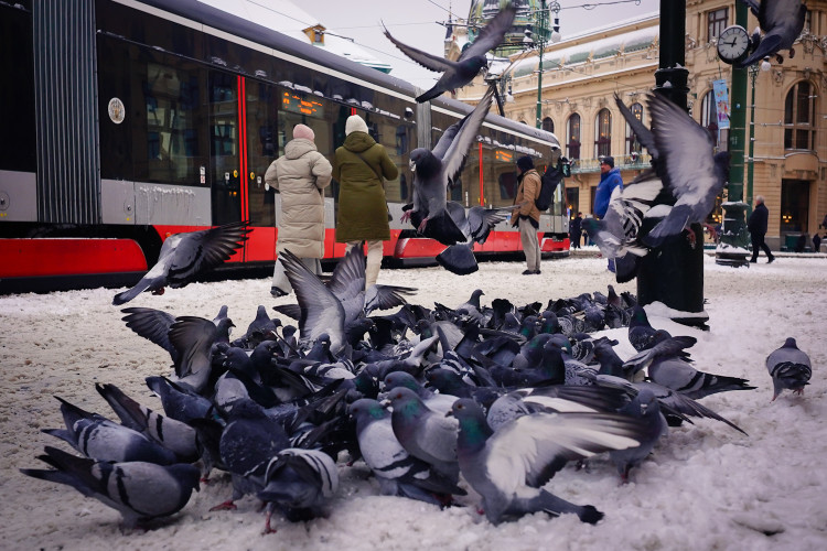 FOTOGALERIE: Zasněžená Praha