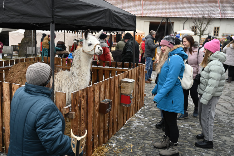 Masopust na hradě. Nechyběla ani nefalšovaná zabíjačka