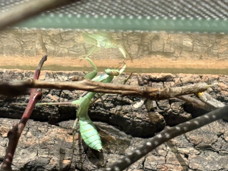 FOTO: Gigantická kobylka i šváb, který syčí. V Brně vystavují bizarní hmyz