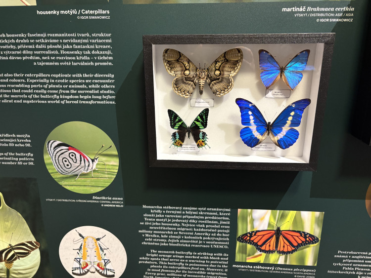 FOTO: Gigantická kobylka i šváb, který syčí. V Brně vystavují bizarní hmyz