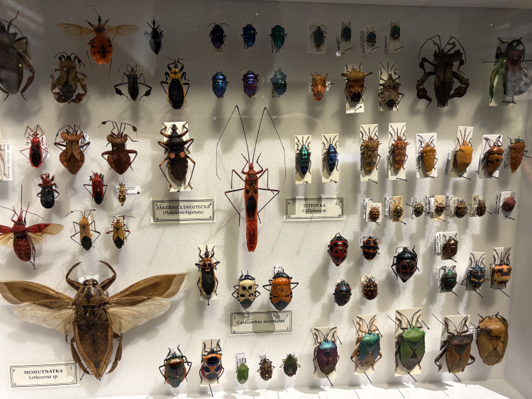 FOTO: Gigantická kobylka i šváb, který syčí. V Brně vystavují bizarní hmyz