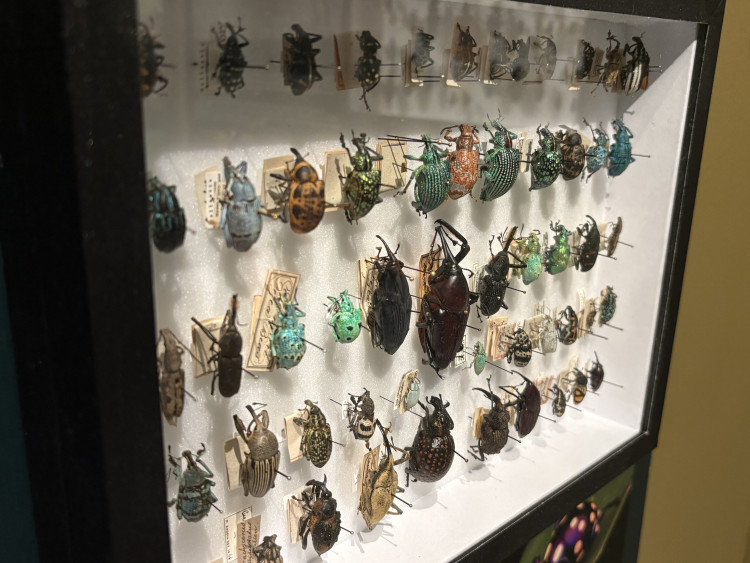 FOTO: Gigantická kobylka i šváb, který syčí. V Brně vystavují bizarní hmyz