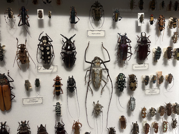 FOTO: Gigantická kobylka i šváb, který syčí. V Brně vystavují bizarní hmyz