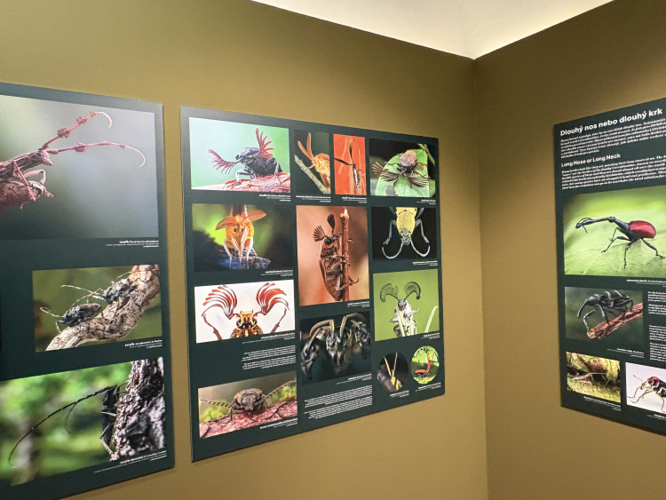 FOTO: Gigantická kobylka i šváb, který syčí. V Brně vystavují bizarní hmyz