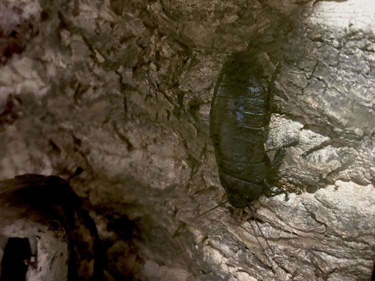 FOTO: Gigantická kobylka i šváb, který syčí. V Brně vystavují bizarní hmyz