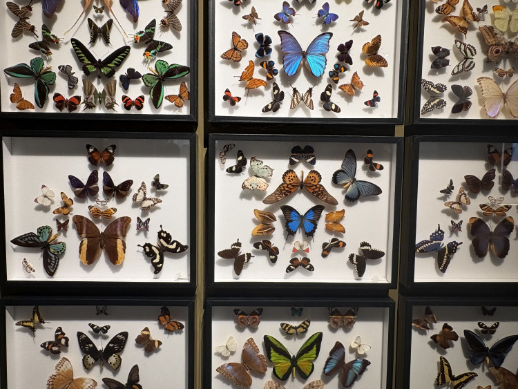 FOTO: Gigantická kobylka i šváb, který syčí. V Brně vystavují bizarní hmyz