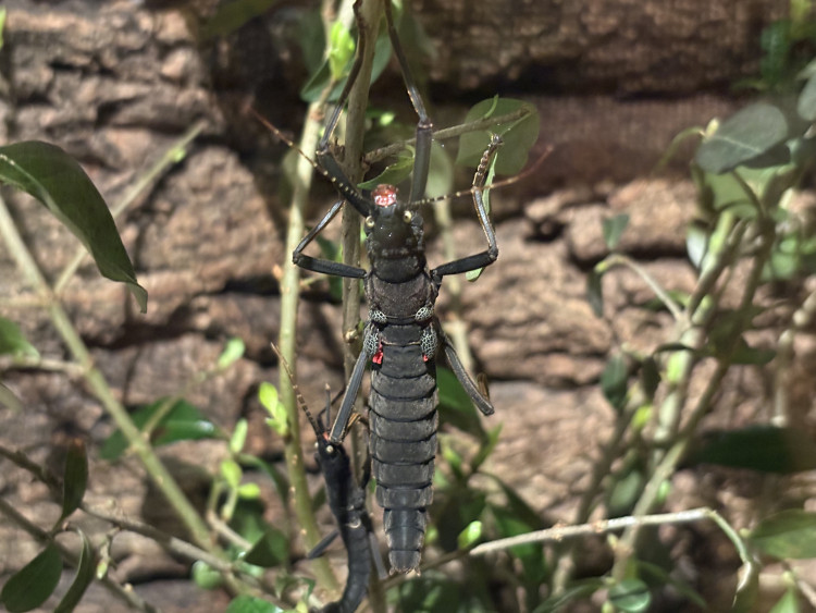 FOTO: Gigantická kobylka i šváb, který syčí. V Brně vystavují bizarní hmyz