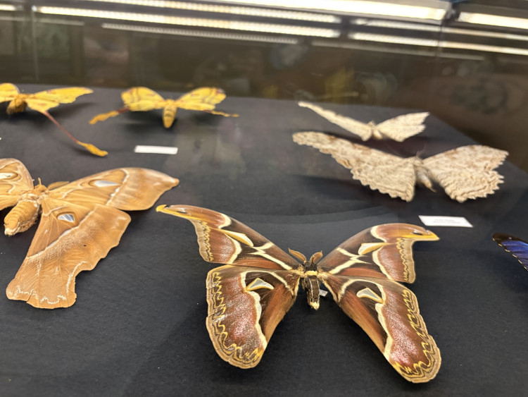 FOTO: Gigantická kobylka i šváb, který syčí. V Brně vystavují bizarní hmyz