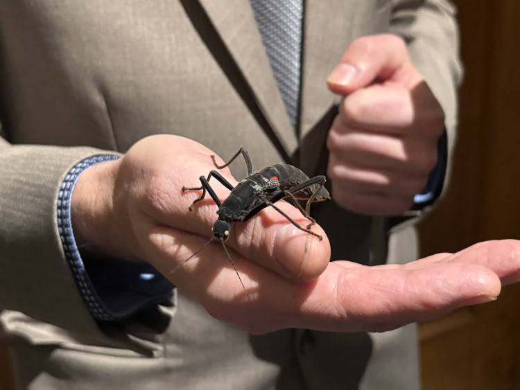 FOTO: Gigantická kobylka i šváb, který syčí. V Brně vystavují bizarní hmyz