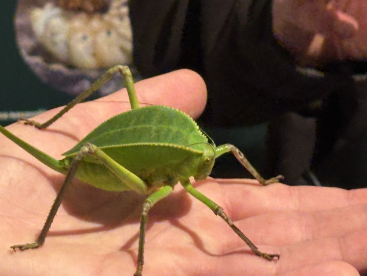 FOTO: Gigantická kobylka i šváb, který syčí. V Brně vystavují bizarní hmyz