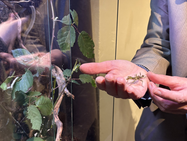 FOTO: Gigantická kobylka i šváb, který syčí. V Brně vystavují bizarní hmyz