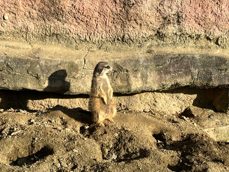 FOTOGALERIE: Jak si sluneční paprsky užívají obyvatelé brněnské zoo?