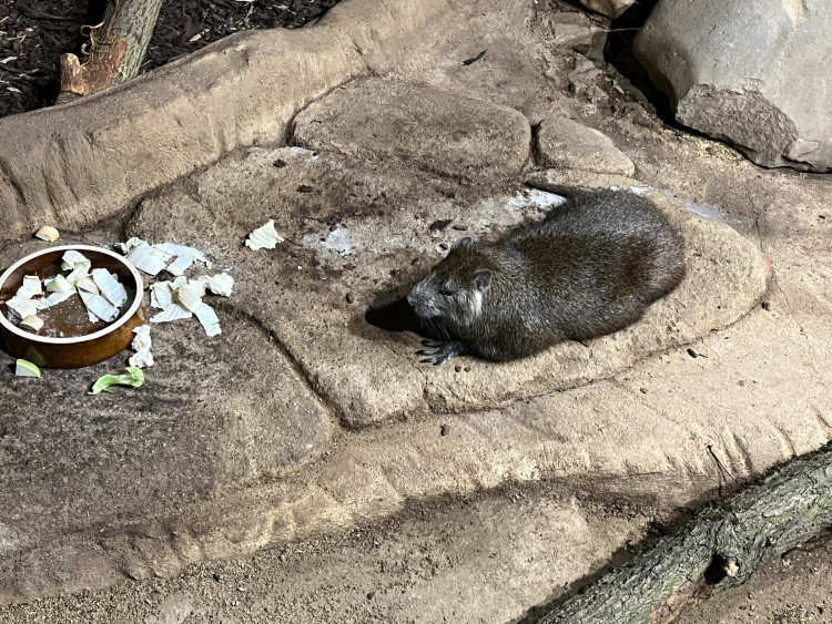 FOTOGALERIE: Jak si sluneční paprsky užívají obyvatelé brněnské zoo?