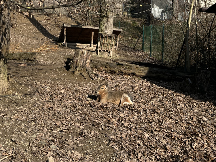 FOTOGALERIE: Jak si sluneční paprsky užívají obyvatelé brněnské zoo?
